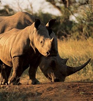 HENK BADENHORST KOOS VAN DER LENDE The slight decrease in the number of rhino killed in South Africa in 2015 gave the first glimmer of hope since 2008, when the dramatic and exponential increase in