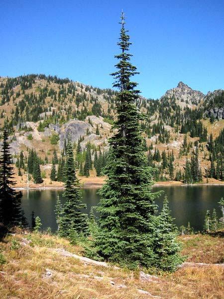 Subalpine fir age range 3-4003 yrs Western Western Mountain Hemlock