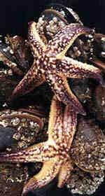 The seastar may reach sexual maturity in 12 months and females can carry up to 19 million eggs; the larger an individual the more eggs it can carry.