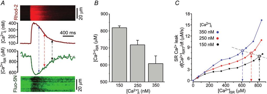J Physiol 589.24 Cytosolic Ca 2+ regulates SR Ca 2+ leak 6047 of the Ca 2+ transient. Since SR Ca 2+ leak steeply depends on both [Ca 2+ ] SR and [Ca 2+ ] i (Fig.