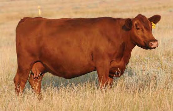 05 15% 8% 55% 56% 11% 21% 21% 24% 31% 16% 63% 92% 61% 31% 98% 1123 is a stout Impressive bull that has two generations of sires that we have used on heifers and his dam has had 7 progeny @ a 94 BWR.