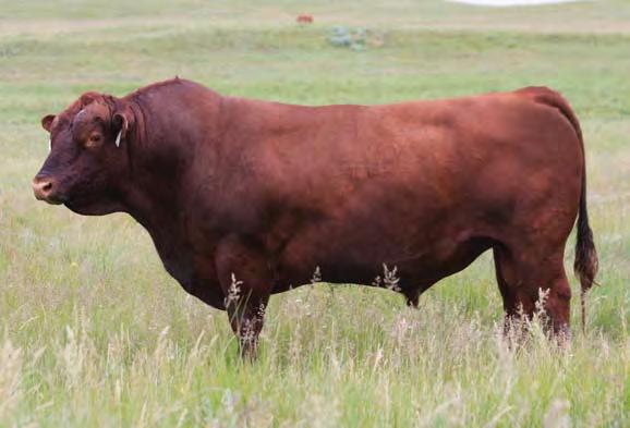 00 0.11 40 0.29 0.08 11% 10% 16% 25% 65% 29% 13% 29% 50% 2% 62% 89% 43% 18% 99% Impressive is a Genex sire that was produced by Joe and Connie Mushrush in Kansas.