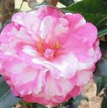 special camellia for grafting.