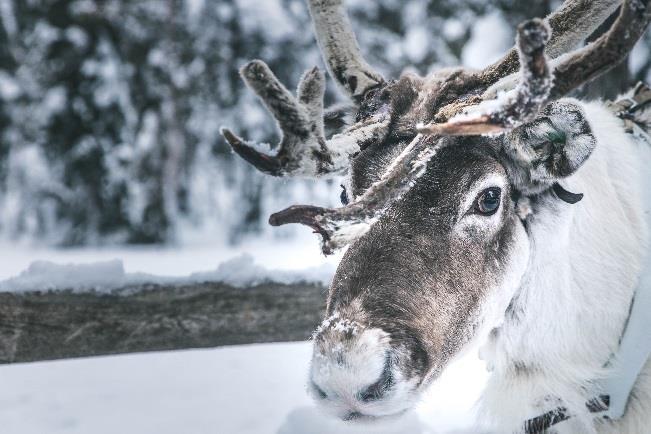 09:45 Departure to a reindeer farm 10:00 Reindeer ride Experience the most traditional Lappish way of transporting.