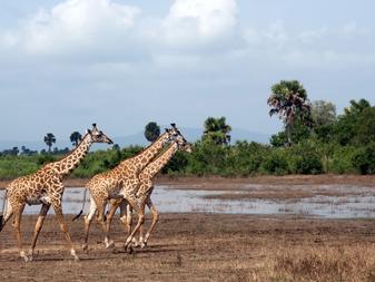 Highlights of this Itinerary Excellent game viewing in the grass plains, wetlands, swamps and dense forests of Selous Game Reserve World class walking in one of the last great wild places in Africa