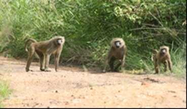 After lunch, continue to visit the Tafi Atome Monkey Sanctuary where the endangered but playful true Mona monkeys are considered sacred and are therefore protected.