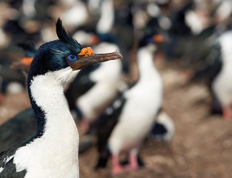 Traverse the legendary Drake Passage and keep a lookout for a multitude of seabirds and