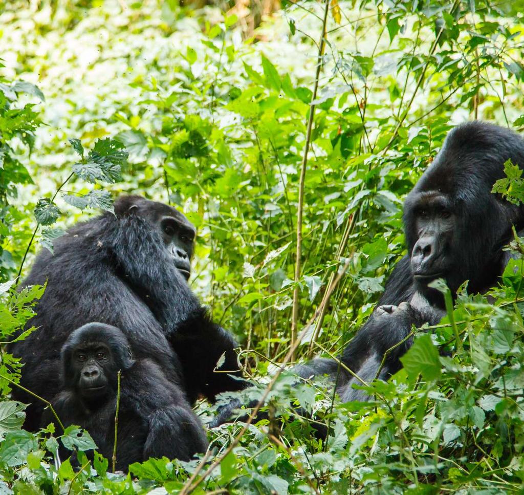 A LIFE-CHANGING OPPORTUNITY: GORILLA-TREKKING Singita Kwitonda Lodge provides a contemplative, nurturing space in which to appreciate the transformative experience of coming face to face with the
