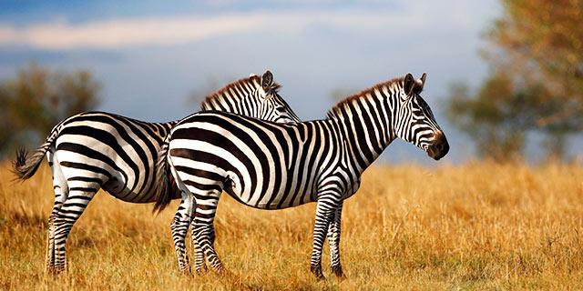EAST AFRICA Camping Tour 14 days from $4999 Per person twin share, including