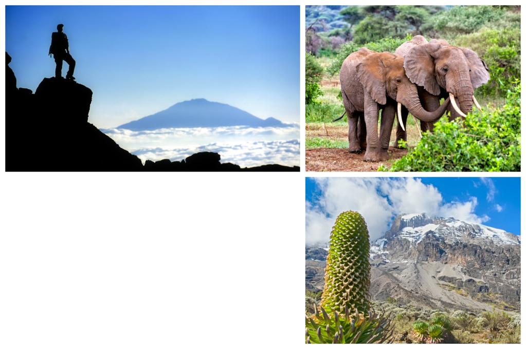 11 DAY KILIMANJARO CLIMB NORTHERN ROUTE 11 DAY KILIMANJARO CLIMB NORTHERN ROUTE Trip Duration: 11 days Trip Difficulty: Destination: Tanzania Begins in: Moshi Activities: INCLUDED 2 nights hotel