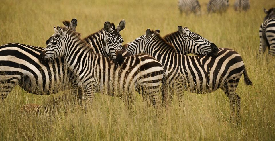 BEST OF TANZANIA SAFARI/RWANDA SEPTEMBER 28 OCTOBER 9, 2019 (OCTOBER 11, 2019) Schedule of Mail-outs: On receipt of your reservation & deposit, you will receive a confirmation E package by email.