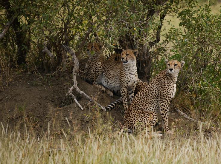 BEST OF TANZANIA SAFARI SEPTEMBER 28 OCTOBER 9, 2019 WHAT S INCLUDED?