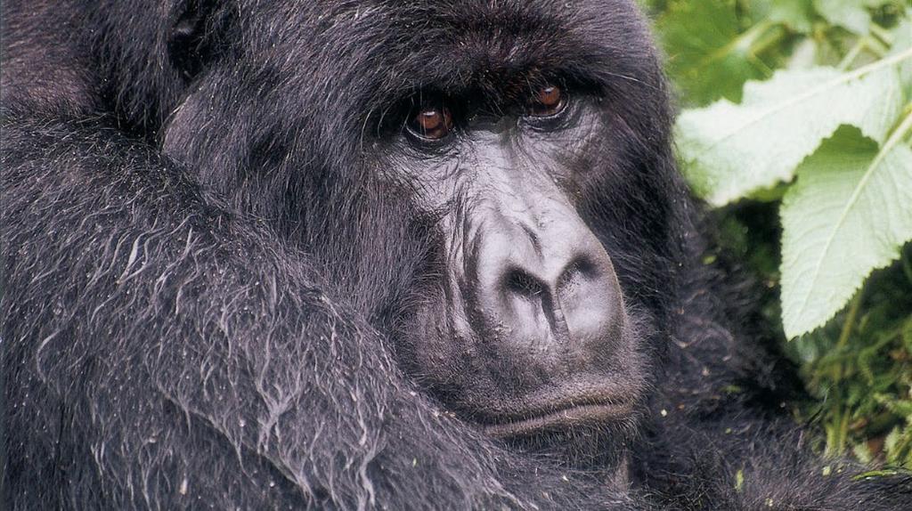 RWANDA MOUNTAIN GORILLA TREKKING SAFARI OPTIONAL EXTENSION OCTOBER 8 11, 2019 $3865 per person $480 single supplement An opportunity not to be missed, to trek for Gorillas in Volcano National Park,