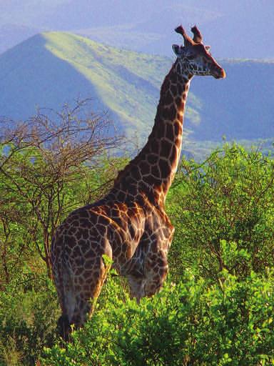 Vacations to Suit Any Style and Budget Unlike many big-box tour companies, Great Safaris focus is solely on Africa.
