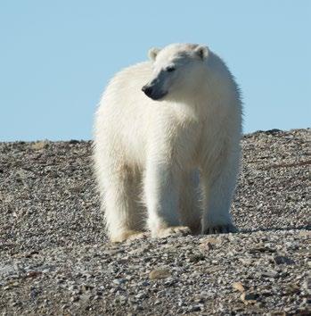 This is a typical polar desert, where the ice bear (polar bear) can sometimes be seen roaming in search of food.