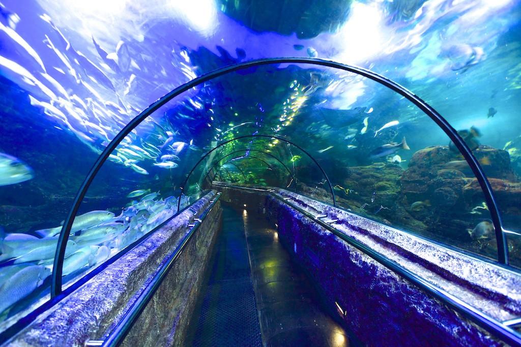 The touch pool is another interest where you can touch small sharks, and other fishes.