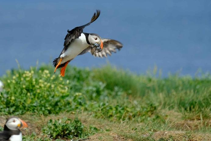 From your Farne Islands correspondent Les Bailey writes with some very helpful information if you fancy a trip there. See also this week s header image.