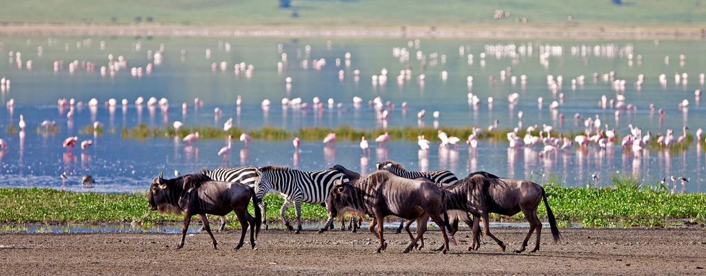 itinerary features the Best of Tanzania allowing you to witness the migration of two million wildebeest, zebras and gazelles around the Serengeti-Maasai Mara ecosystem.