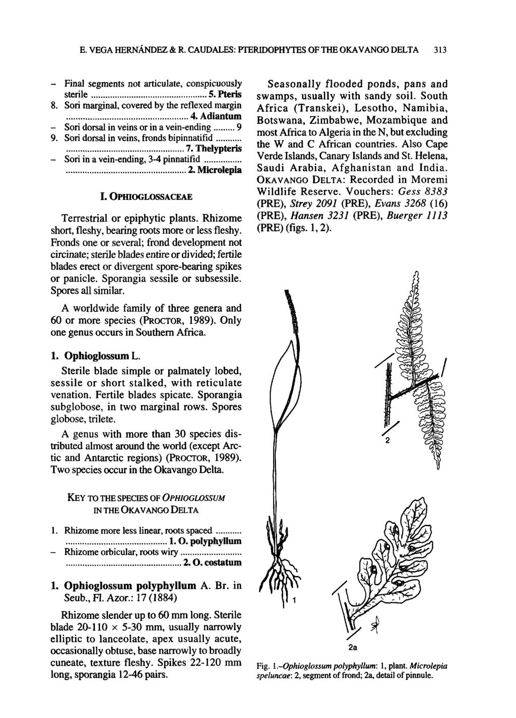 E. VEGA HERNANDEZ & R. CAUDALES: PTERIDOPHYTES OF THE OKAVANGO DELTA 313 - Final segments not articulate, conspicuously sterile 5. Pterls 8. Sori marginal, covered by the reflexed margin 4.