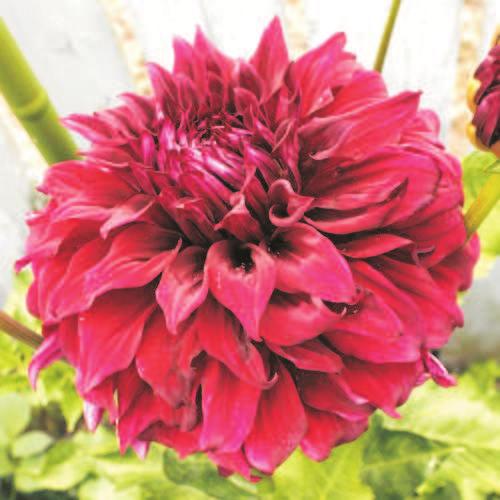 Wild Rivers Dahlia Society to host PNDC Show August 22-23 Gold Beach, Oregon Dear fellow PNDC member clubs, As you maybe aware, the Wild Rivers Dahlia Society will be hosting the 2015 PNDC show on