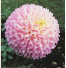 Southern Oregon Dahlia Society... by Donna Hymer And so it's February. It's time for planning the garden layout, ordering tubers, making cuttings, organizing and preparing tools, dreaming and waiting.