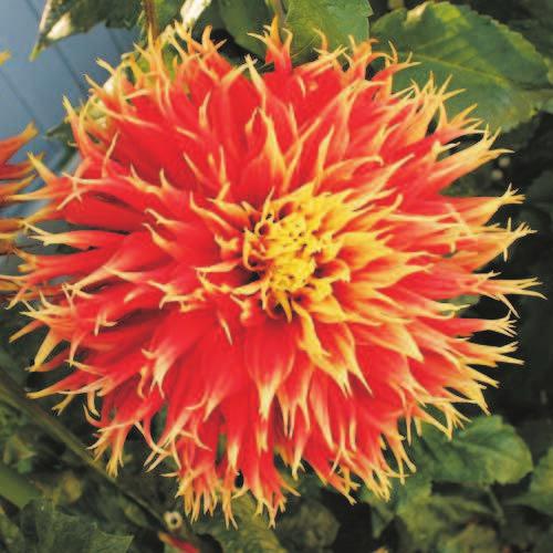 Victoria Dahlia Society... by Ryan Berry The Victoria Dahlia Society 2015 Tuber Sale will be held Saturday April 18th at the Knox Presbyterian Church, and Sunday April 19th at the Westshore Town Centre.