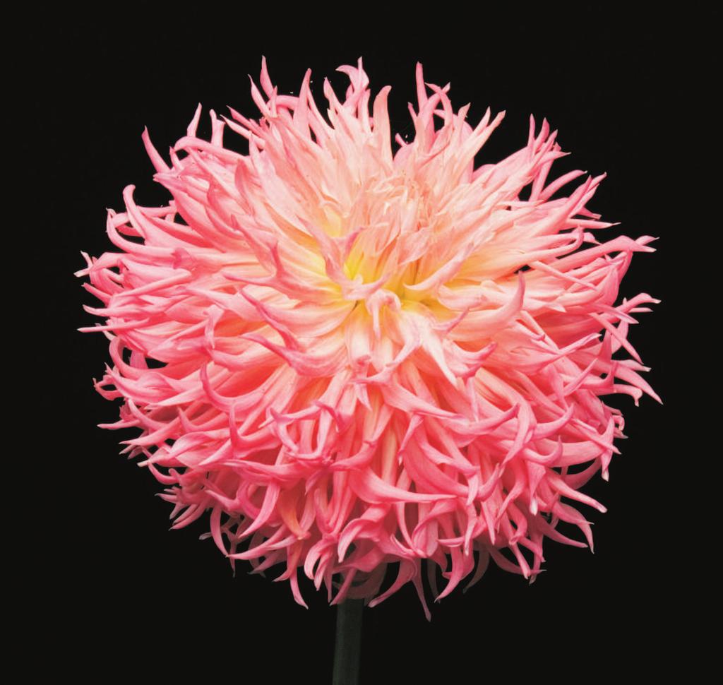 2015 March ADS Representative Report Although most of us do not see the American Dahlia Society world, many actions and deliberations go on behind the scenes.