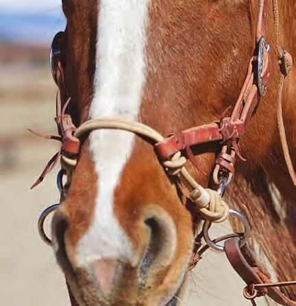 He takes visitors on trail rides and overnight pack trips as well as conducts horsemanship clinics.