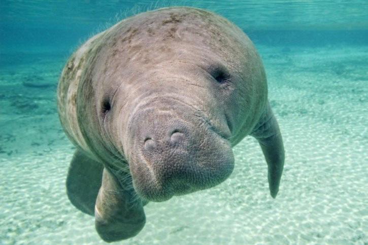 Live the dream of Swimming with Manatees in the paradise of the Riviera Maya! Puerto Aventuras, Swim with Manatees!
