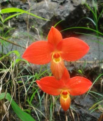 Tour Orchid lovers Gualaceo Open House 2019 ECUAGENERA TOURS Enjoy some memorable days in Our country Ecuador is located on the equator, has