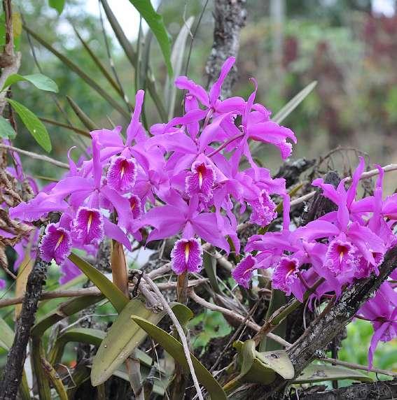 different types of orchids on the road like Masdevallia, Sobralia, Eriopsis,