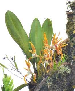 05 Nov CATAMAYO SOZORANGA CATAMAYO: We will be looking for Cattleya maxima, it s the