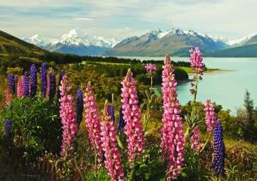 TAKE OPTIONAL MOUNT COOK HELICOPTER IF YOU WISH TO AND