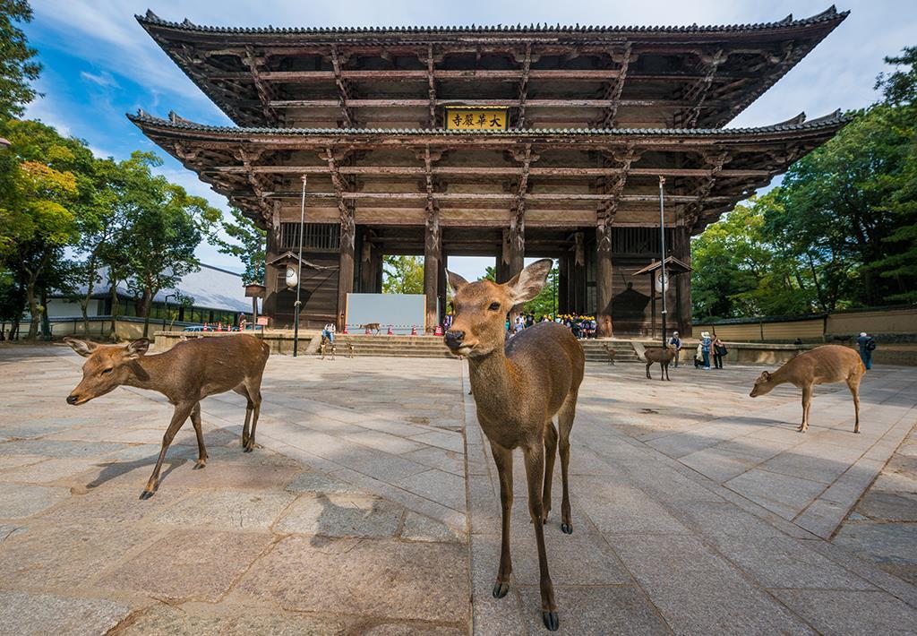 DAY 5: DAY TRIP TO NARA Head to Nara from Osaka Get ready to interact with some deer in Nara Park, which can be found