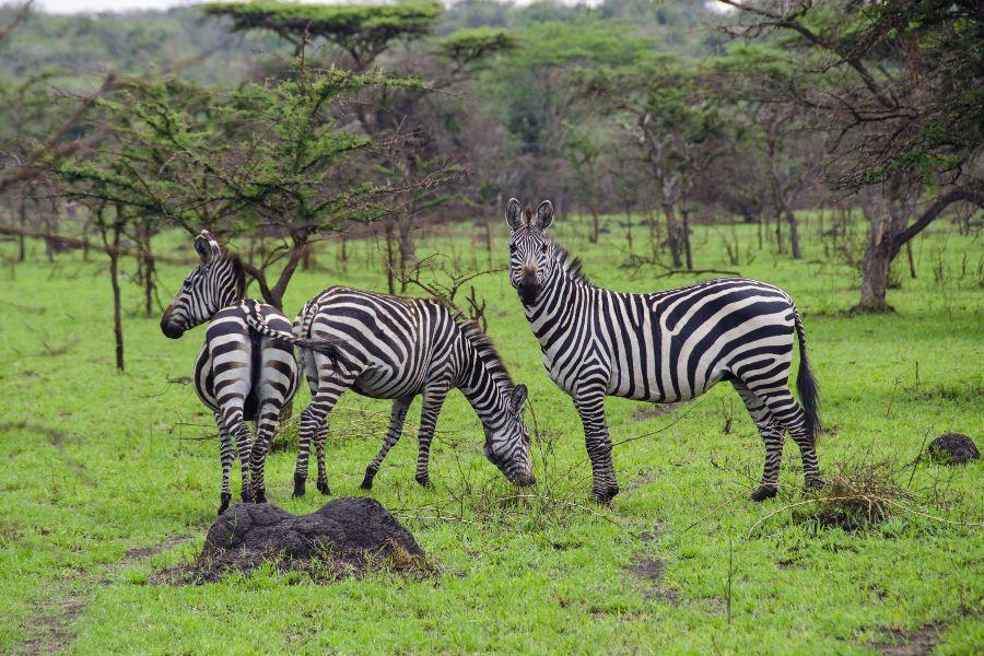 DAY 5: QUEEN ELIZABETH NATIONAL PARK Aside from its primates, Queen Elizabeth is also home to a stunningly rich diversity of wildlife, including a staggering array of birdlife.