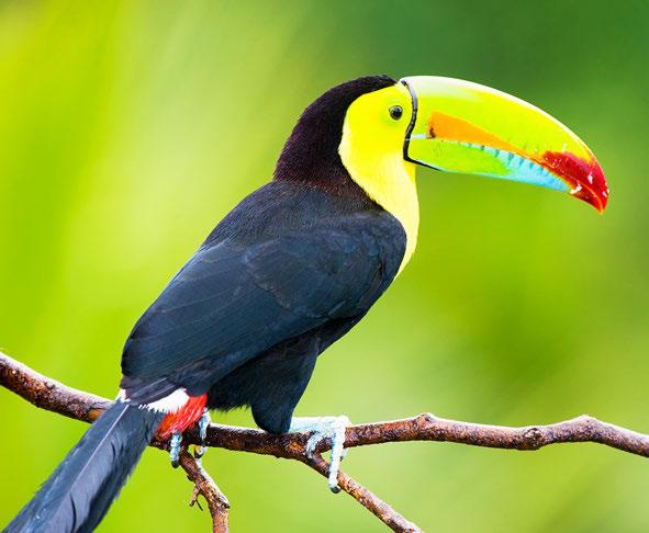monkeys, two species of sloths and the giant ant eater. 894 bird species have been recorded in Costa Rica like the green and scarlet macaws, the resplendent quetzal, and the keelbilled Toucan.