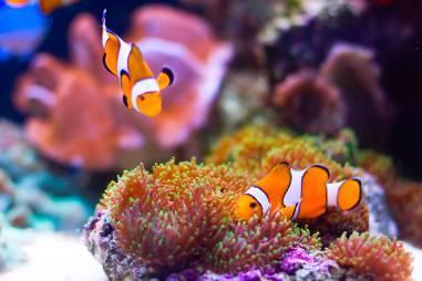aquariums, this aquatic facility is A Window on the