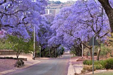 Pretoria Skyline Jacaranda Trees Union Buildings Half-day tour of the lovely Jacaranda City with the trees purple blossoms blanketing the