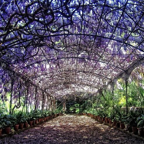 These gardens are a tropical paradise with over 800 species.