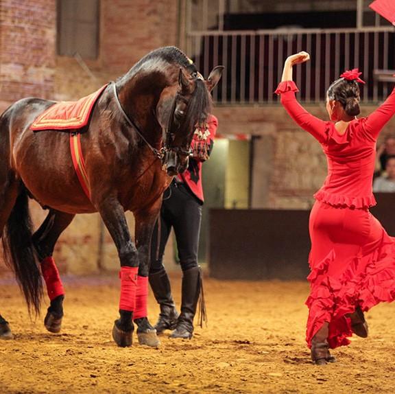 Evening: Andalusian Equestrian Show - Royal Stables in Cordoba You will enjoy a marvelous equestrian exhibition in which pure bred Spanish horses are the main protagonists.