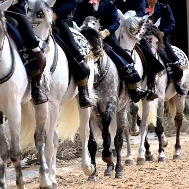 One of the sights you can't miss when visiting the city of Córdoba is the Royal Stables, home to the Cordoba Equestrian Show.