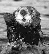 MBNMS Otter in Kelp photo: