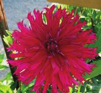cultivar. It doesn t fit in any of other categories. What is the value of Trueness to Form? Please check page 40 of the Guide to Judging Dahlias!