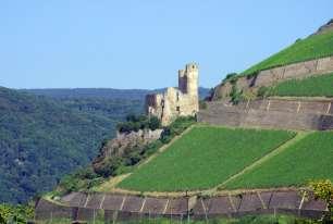 Beautiful islands, steep slate rocks and vineyards shape the region around Rüdesheim.