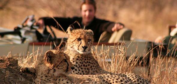 Now visit The Lion and Safari Park Overnight at Johannesburg.