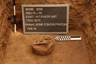 the fort, Unit 2390, was excavated to a depth of 600mm (318.417m asl) before encountering an active termite colony, which effectively ended excavation.