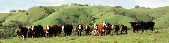 CA statewide survey of 20 cow-calf herds, 2012-2013 Butte, Contra Costa, Humboldt, Kern, Lassen, Madera, Modoc, Mono, San Joaquin, San Luis Obispo, Solano, Stanislaus, Tulare and Yuba County (14