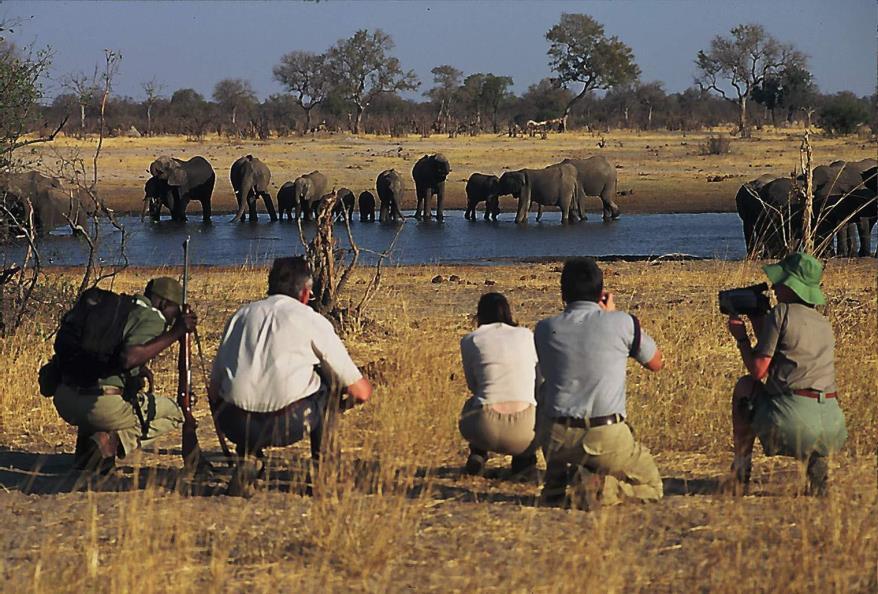 As yu cntinue yur search fr wildlife, yu will traverse the drier regin f Savuti where bull elephants dt the plains.