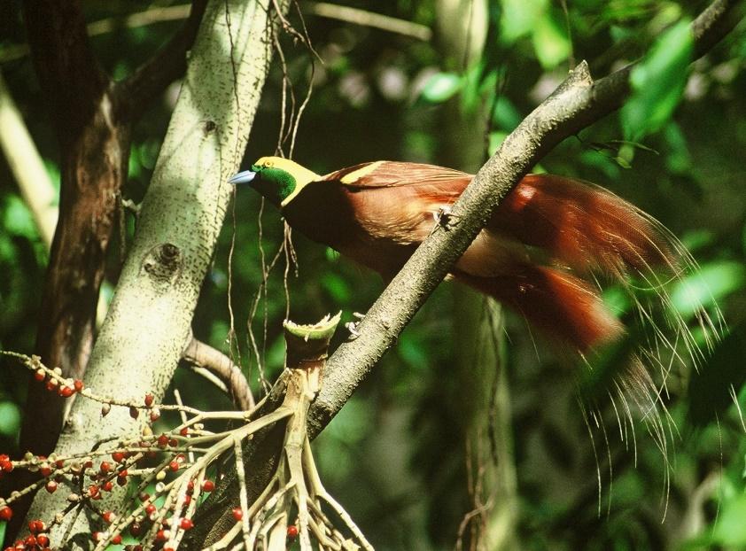 DAY 9: Discover Ambua A full day of cultural and ecological touring. The Tari area is home to an incredible 13 species of birds of paradise as well as numerous orchid species.