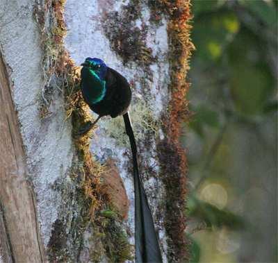 Birds of paradise display in the late afternoon, so you may be lucky to see the king of Saxony, Stephanie s Astraphia, Ribbontail Astraphia and the Sicklebill Bird of Paradise. O/n AMBUA LODGE, FB.